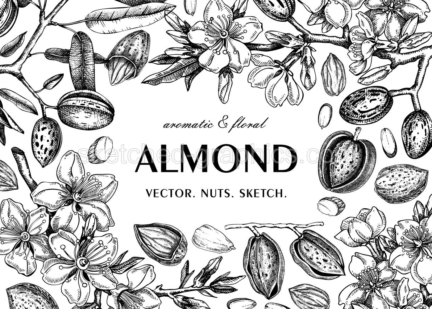Almond frame design. Spring background. Blooming  branches, nuts, flower sketches. Healthy food hand-drawn illustration of almond nuts. NOT AI generated Illustration
